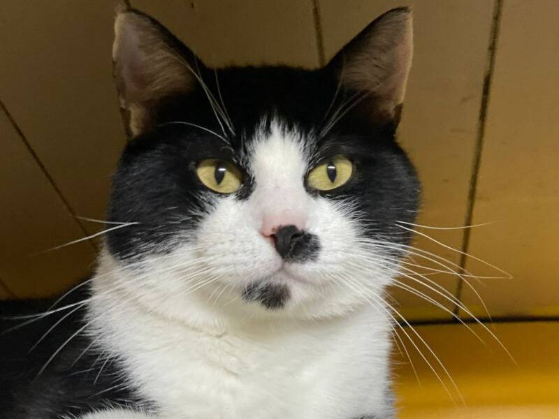 Adozione gatto, maschio, Razza sconosciuta Razza sconosciuta, 2 anni  e 11 mesi , taglia non valida, Monza