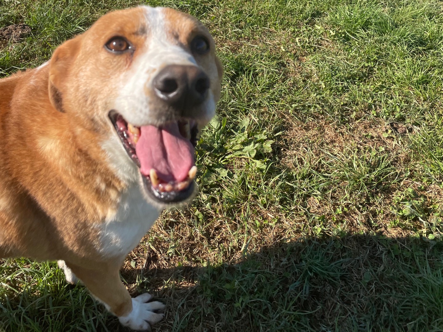 Adotta un cane, maschio, 9 anni  e 7 mesi , Frosinone