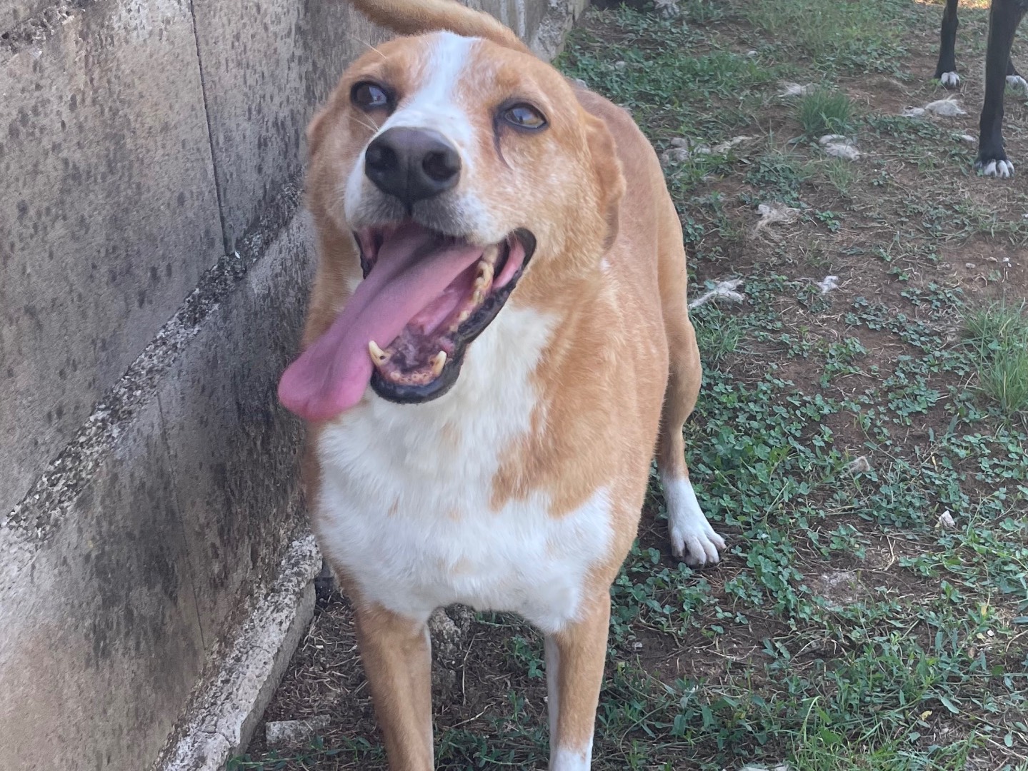 Adotta un cane, taglia media, maschio, Frosinone