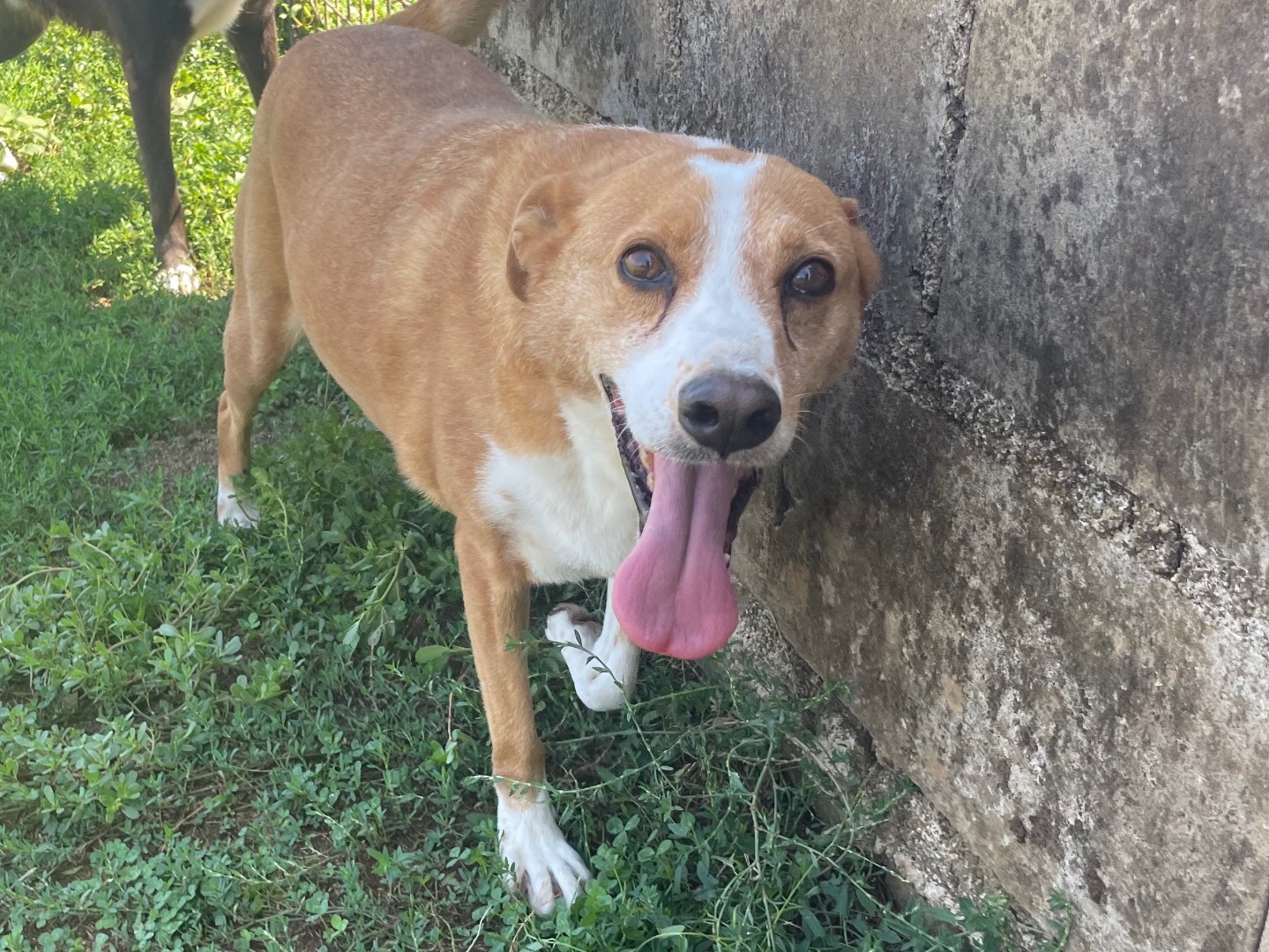 Vuoi adottare un cane a Frosinone?