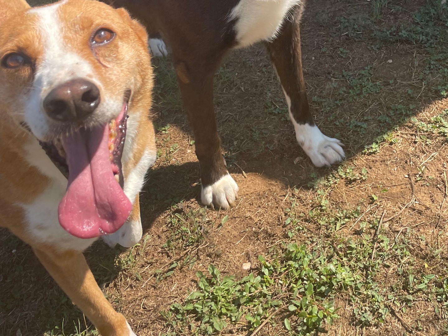 Adotta il cane Fausto a Frosinone