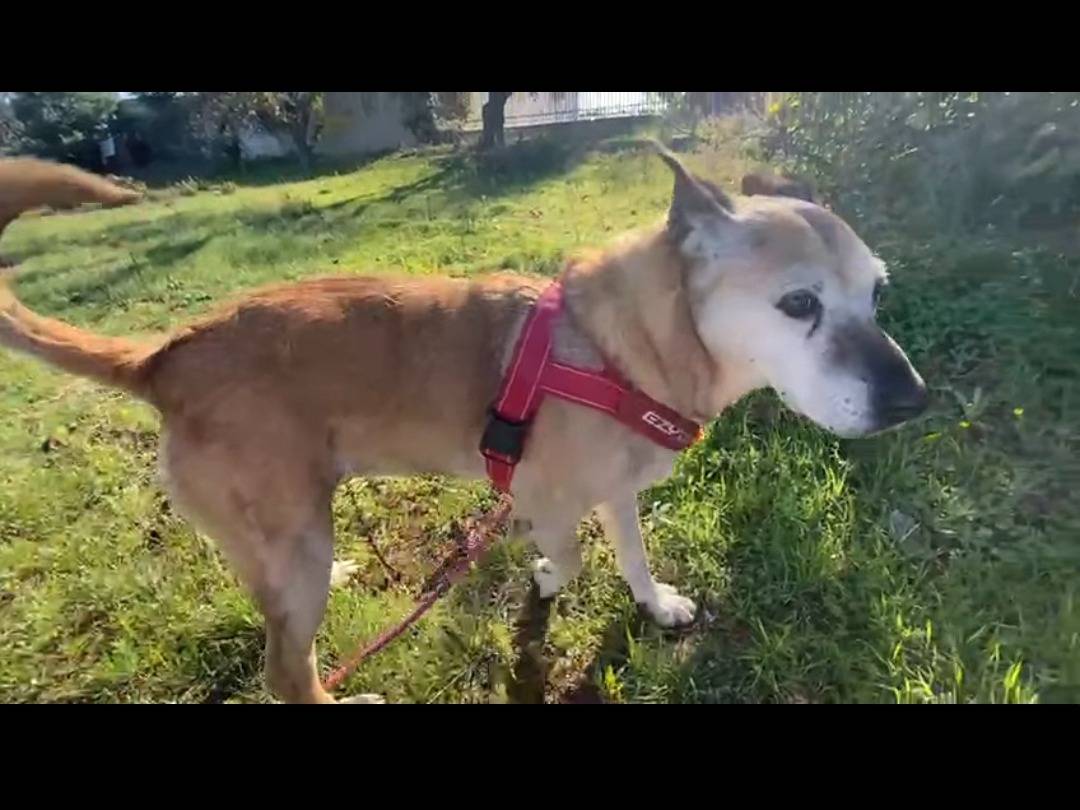 Adotta un cane, femmina, 11 anni  e 5 mesi , Bari