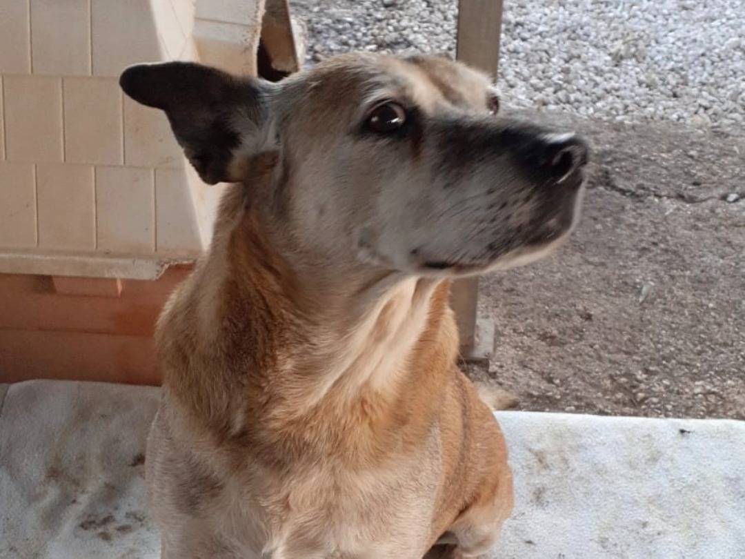 Adotta un cane, taglia grande, femmina, Bari