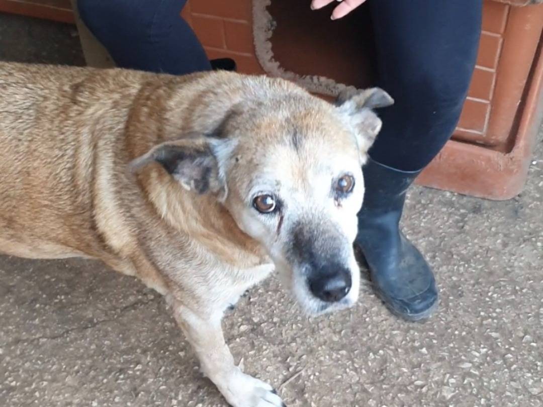 Vuoi adottare un cane a Bari?