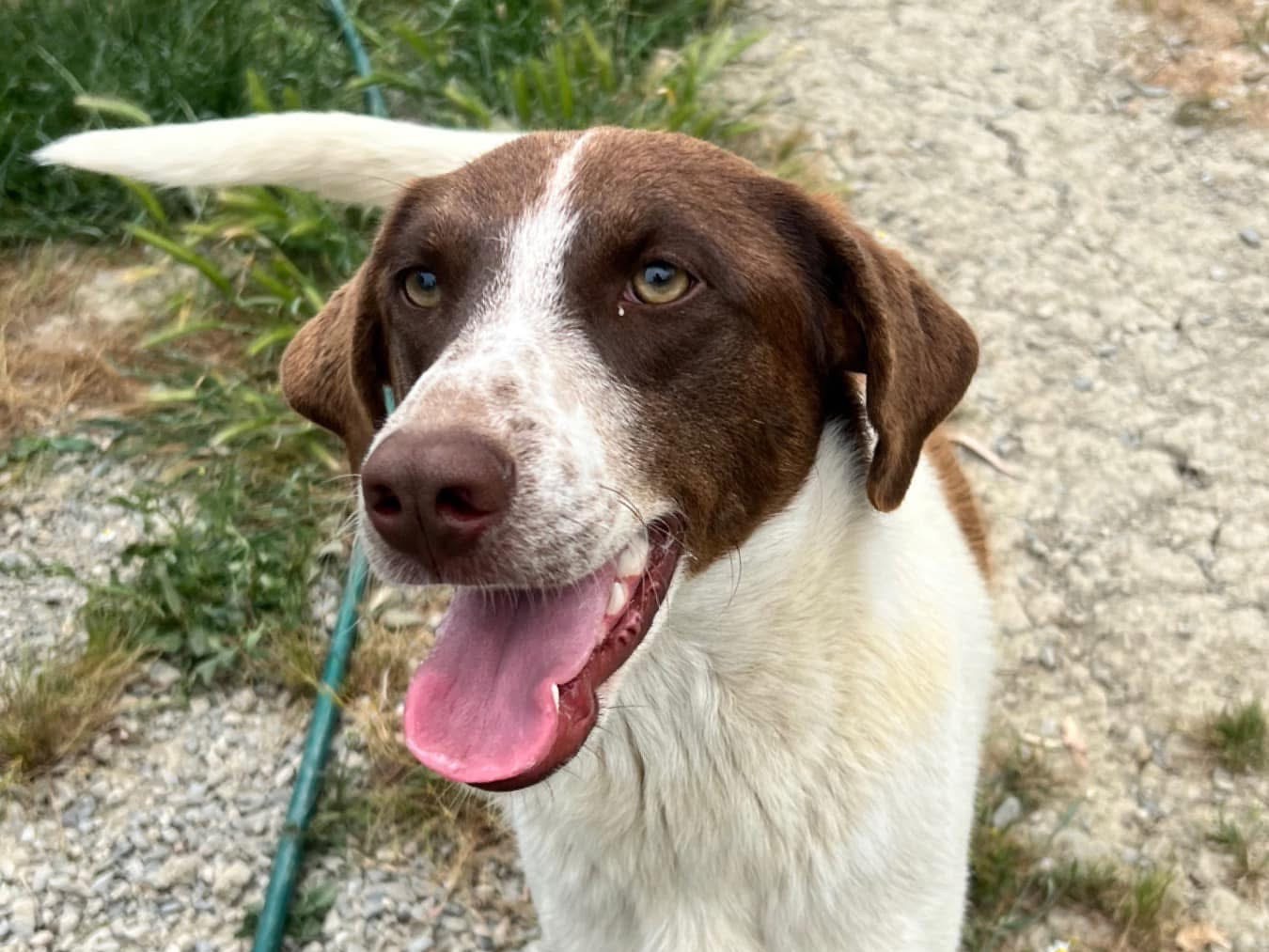 Adotta un cane, taglia grande, femmina, Crotone