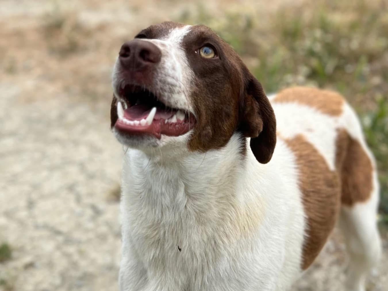 Vuoi adottare un cane a Crotone?