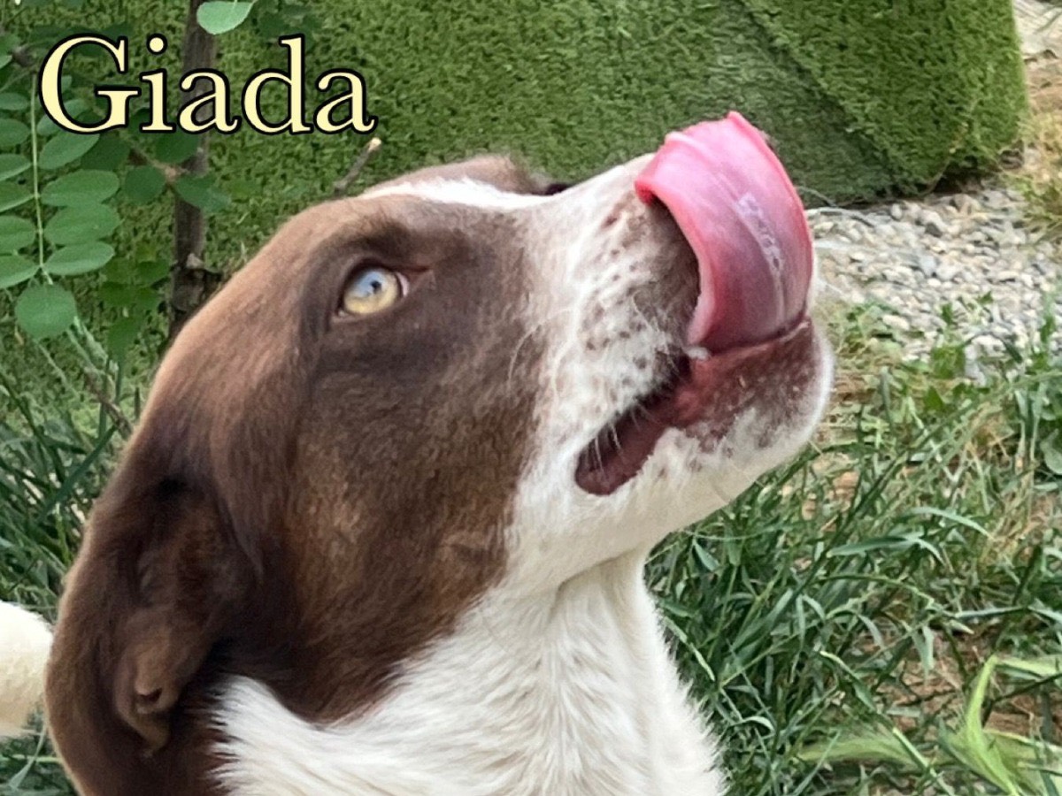 Adotta il cane Giada a Crotone