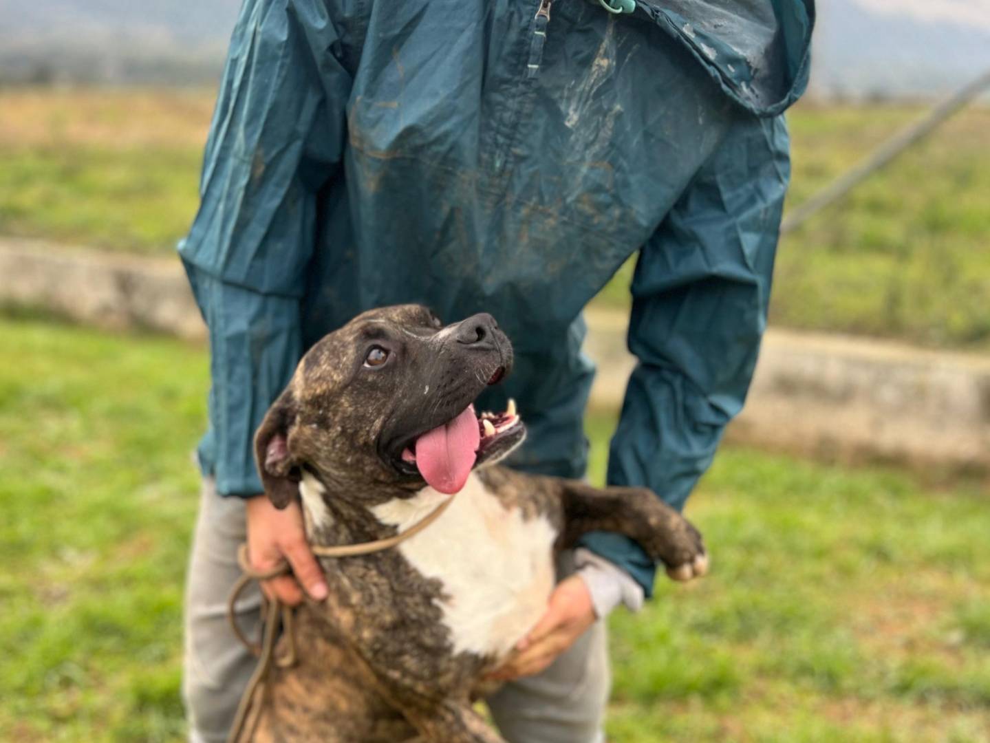 Foto dell'animale