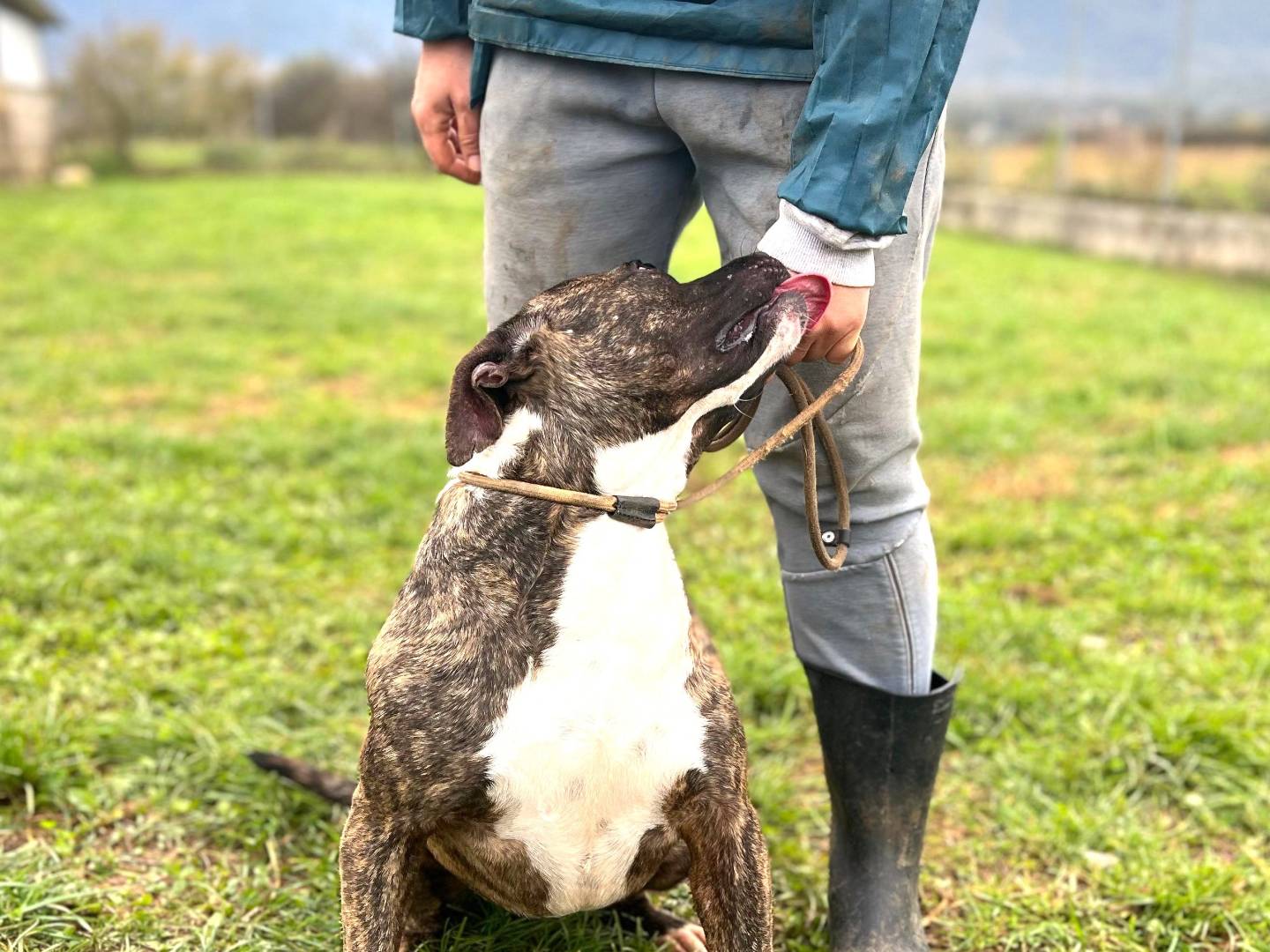 Adotta un cane, femmina, 3 anni  e 4 mesi , Frosinone