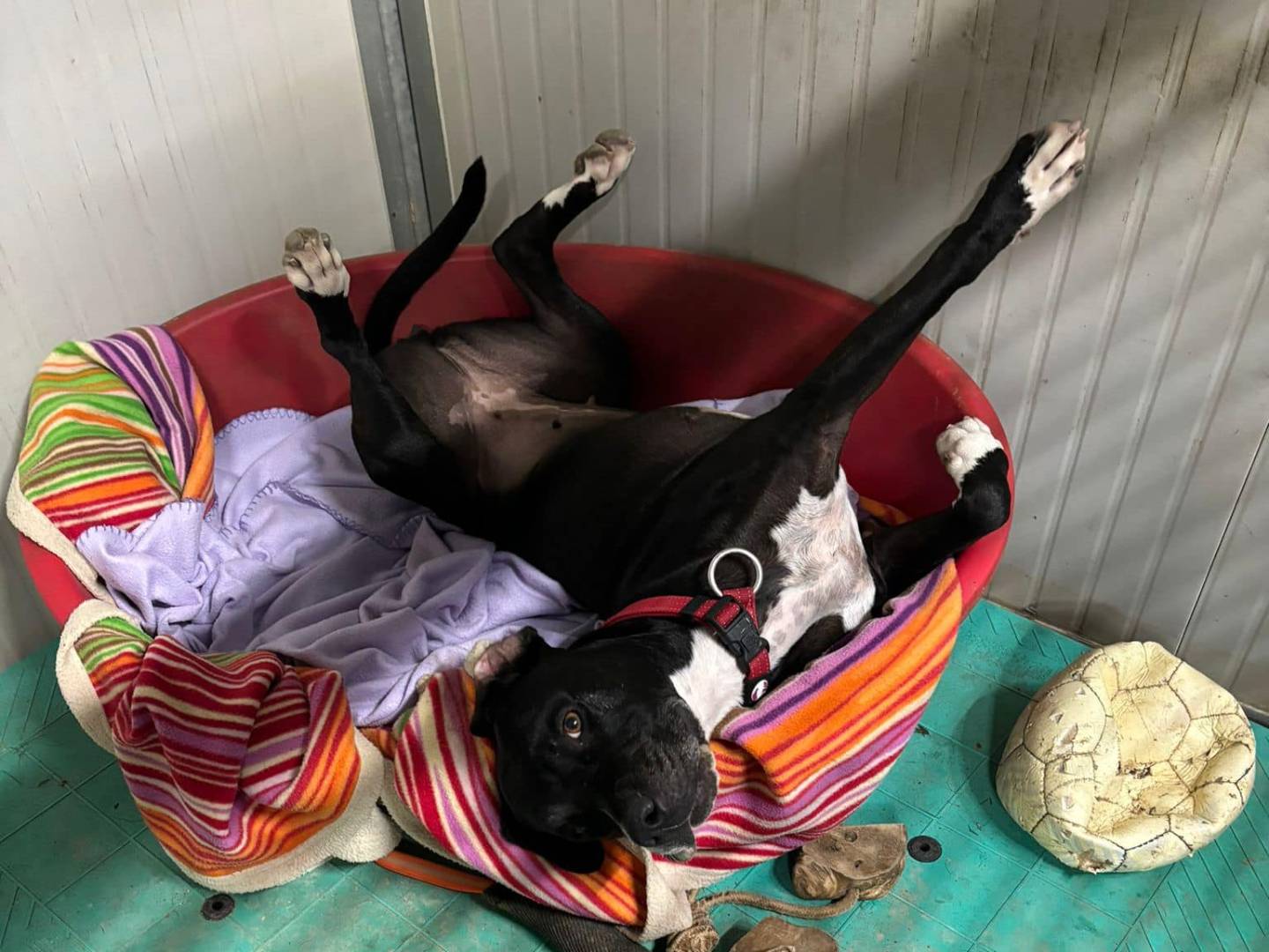 Adotta un cane, femmina, 5 anni  e 8 mesi , Modena