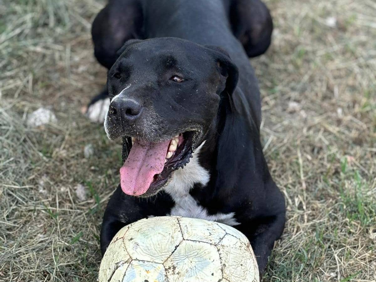 Adotta un cane, taglia grande, femmina, Modena