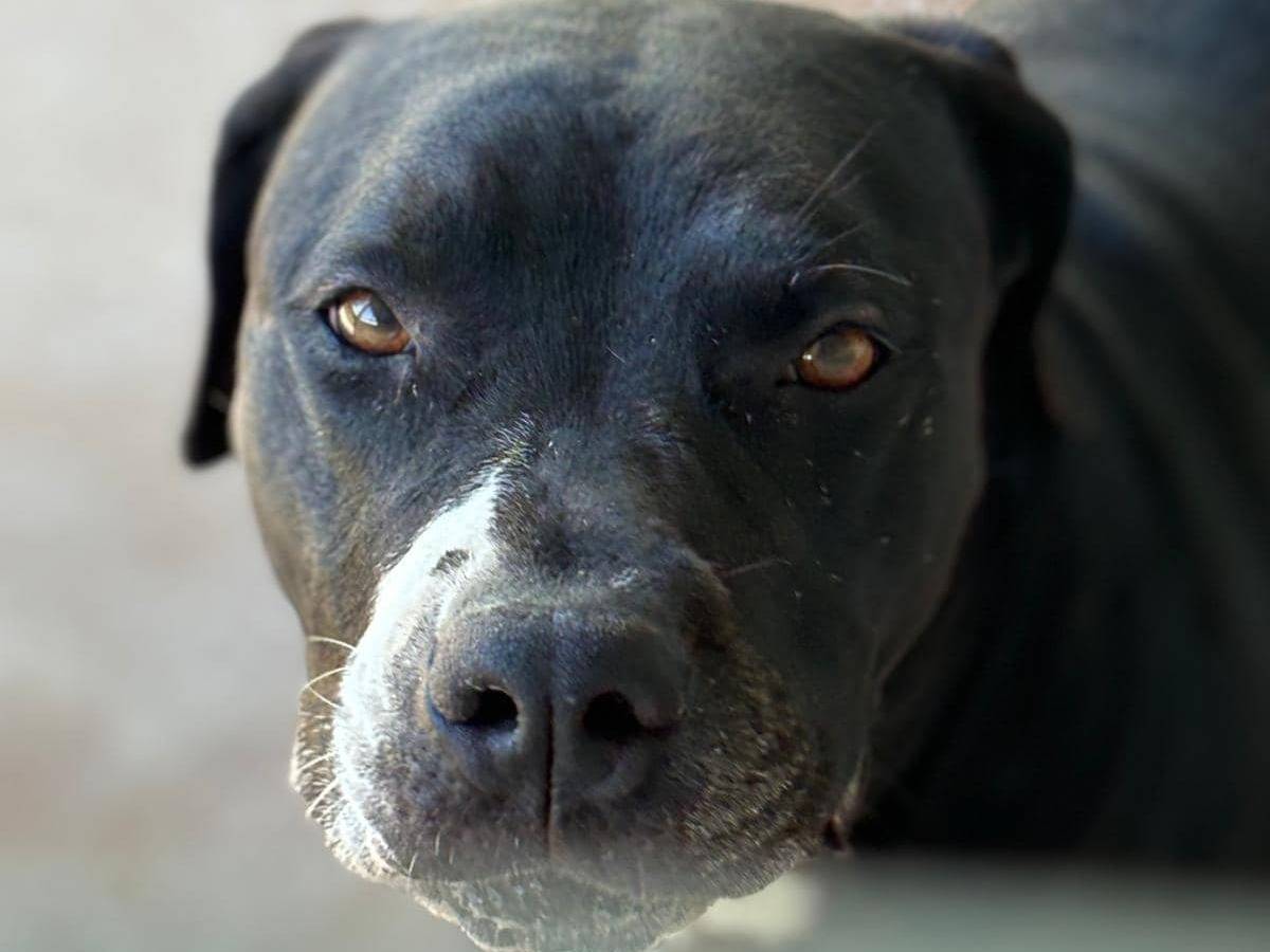 Vuoi adottare un cane a Modena?