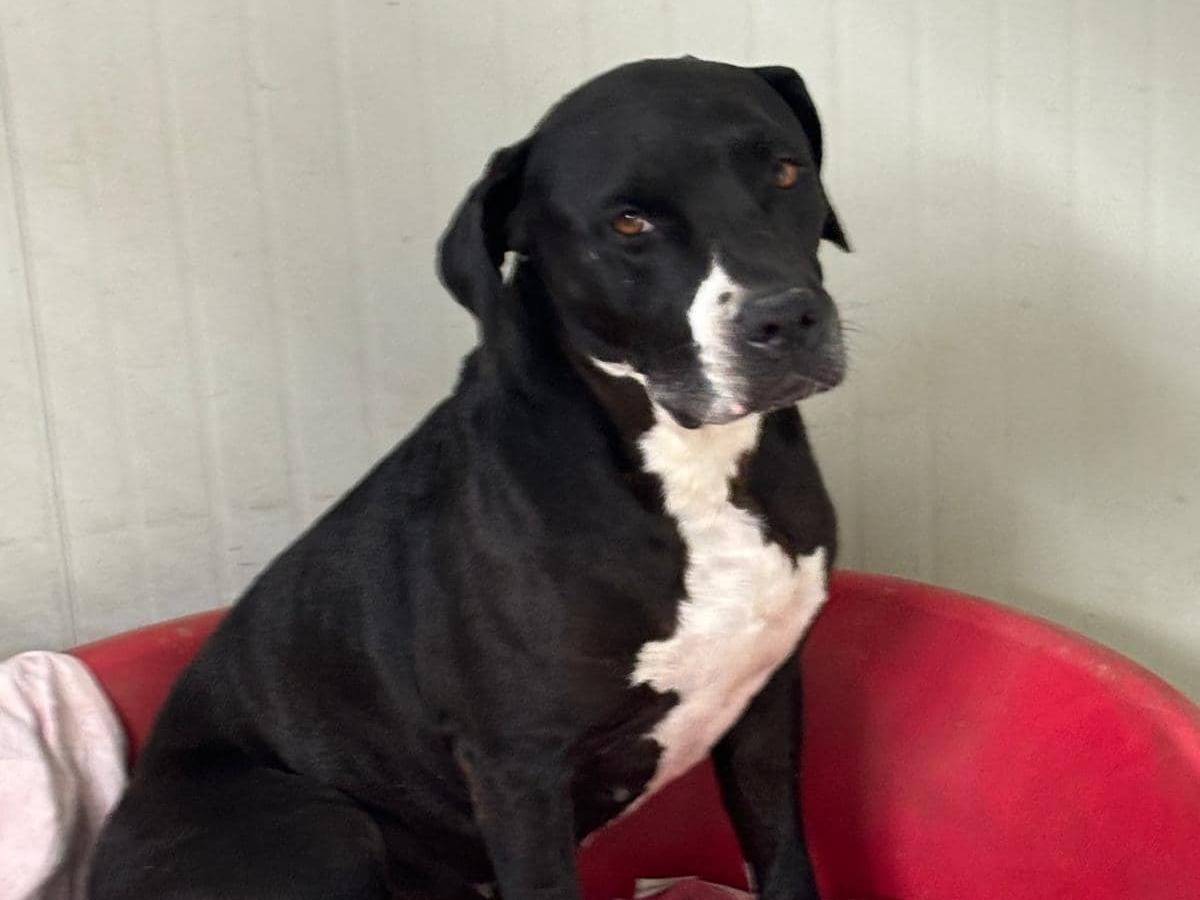 Adotta il cane CHICA a Modena