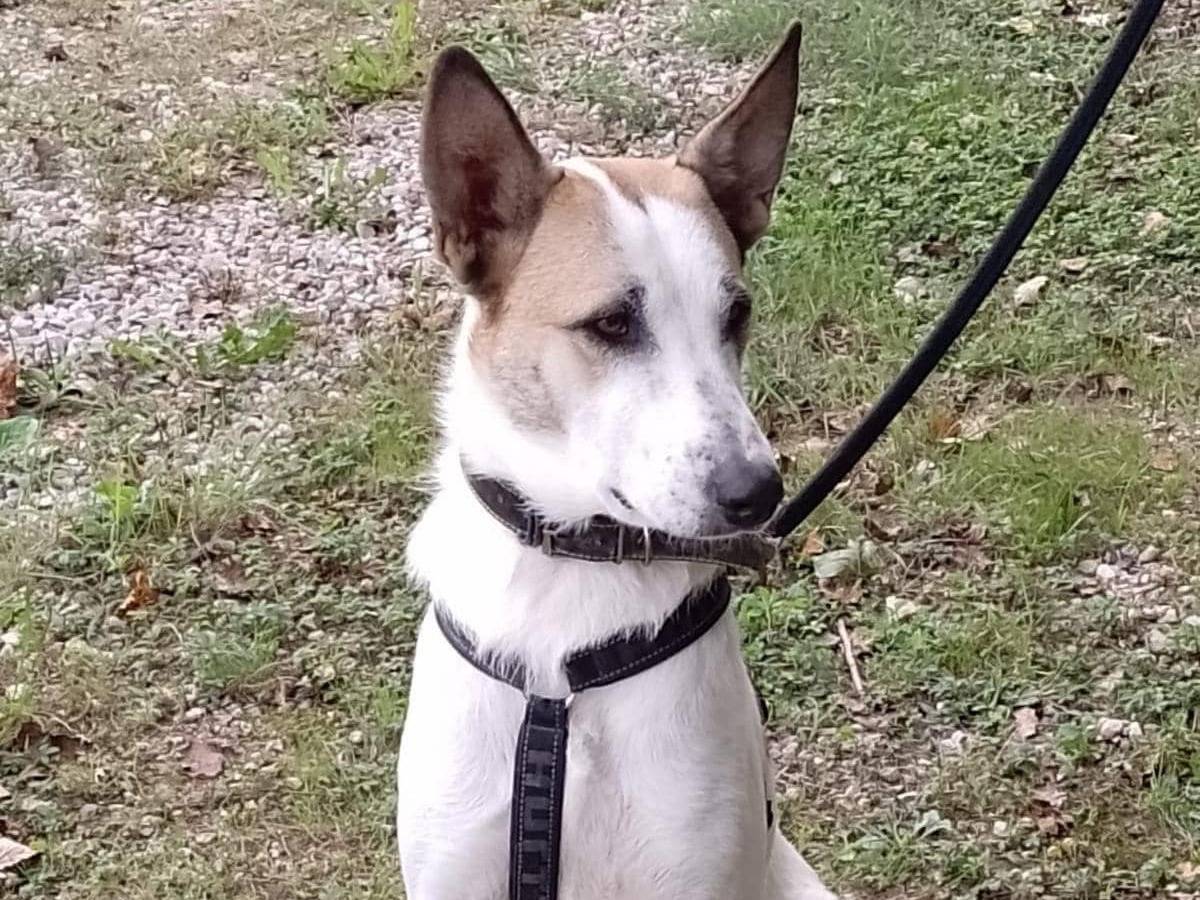 Adotta un cane, maschio, 1 anno e 10 mesi , Modena