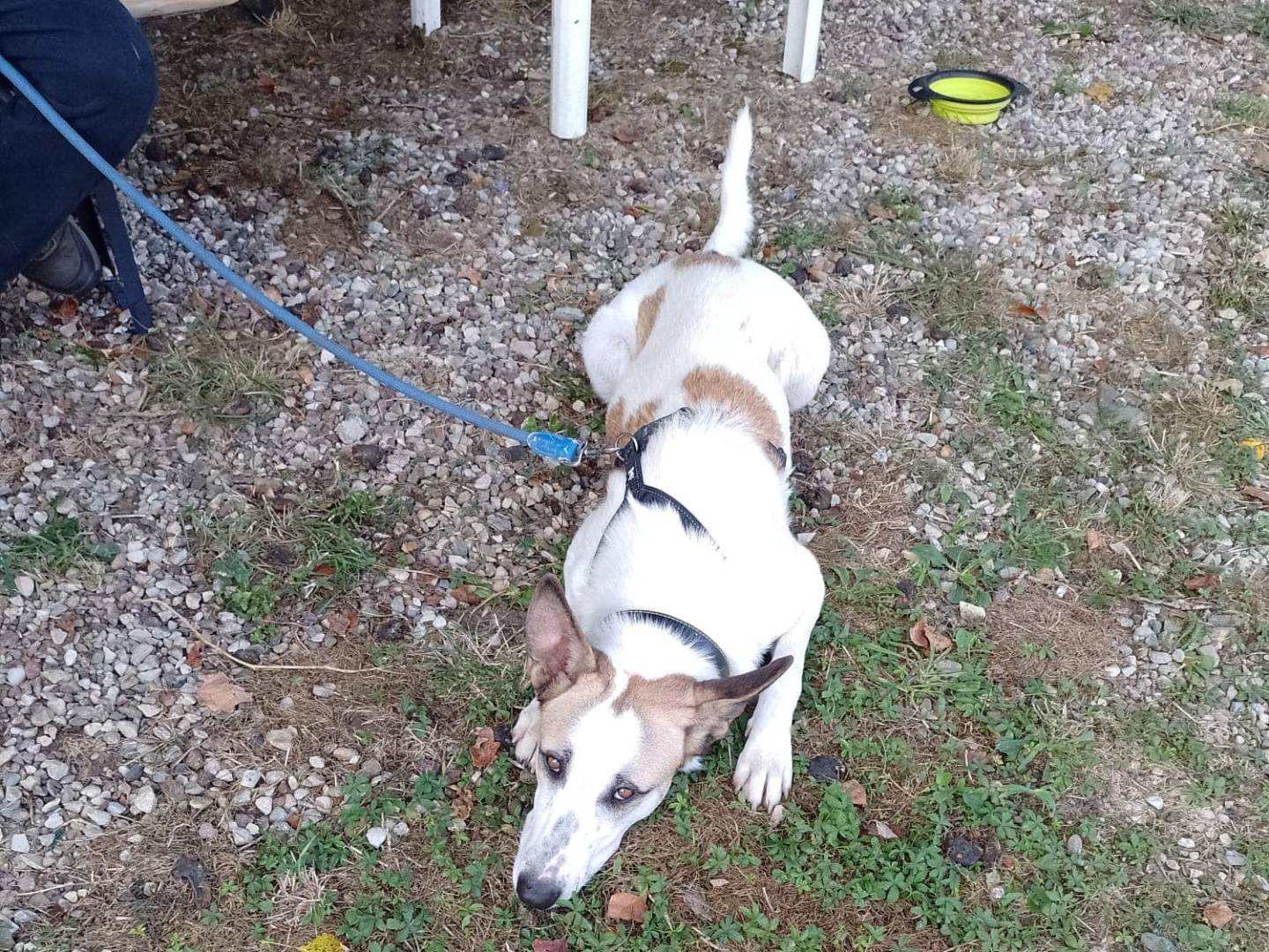 Adotta un cane, taglia media, maschio, Modena