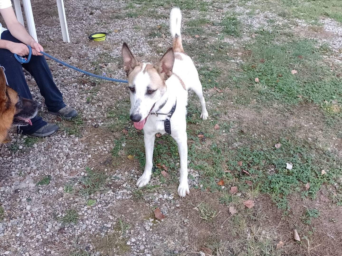 Vuoi adottare un cane a Modena?