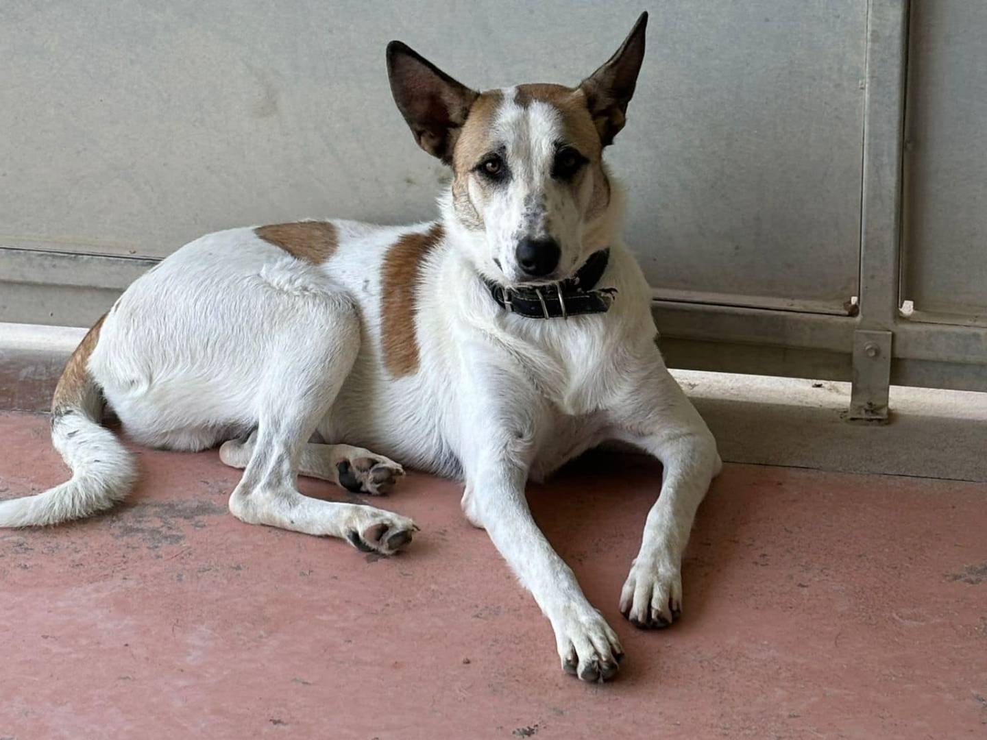 Adotta il cane SHAGGY a Modena