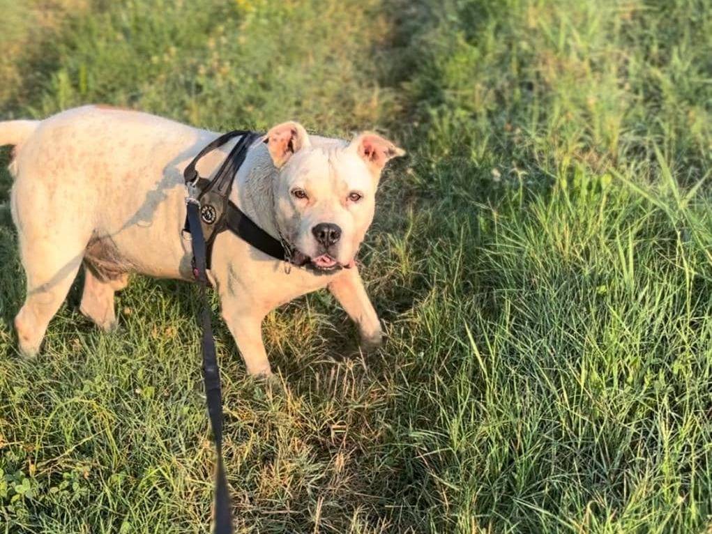 Adotta un cane, maschio, 10 anni  e 5 mesi , Modena