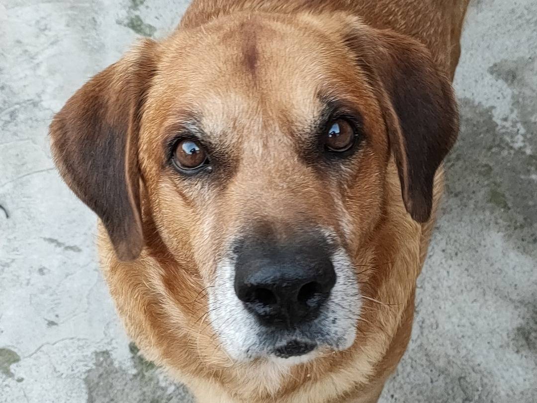 Foto dell'animale