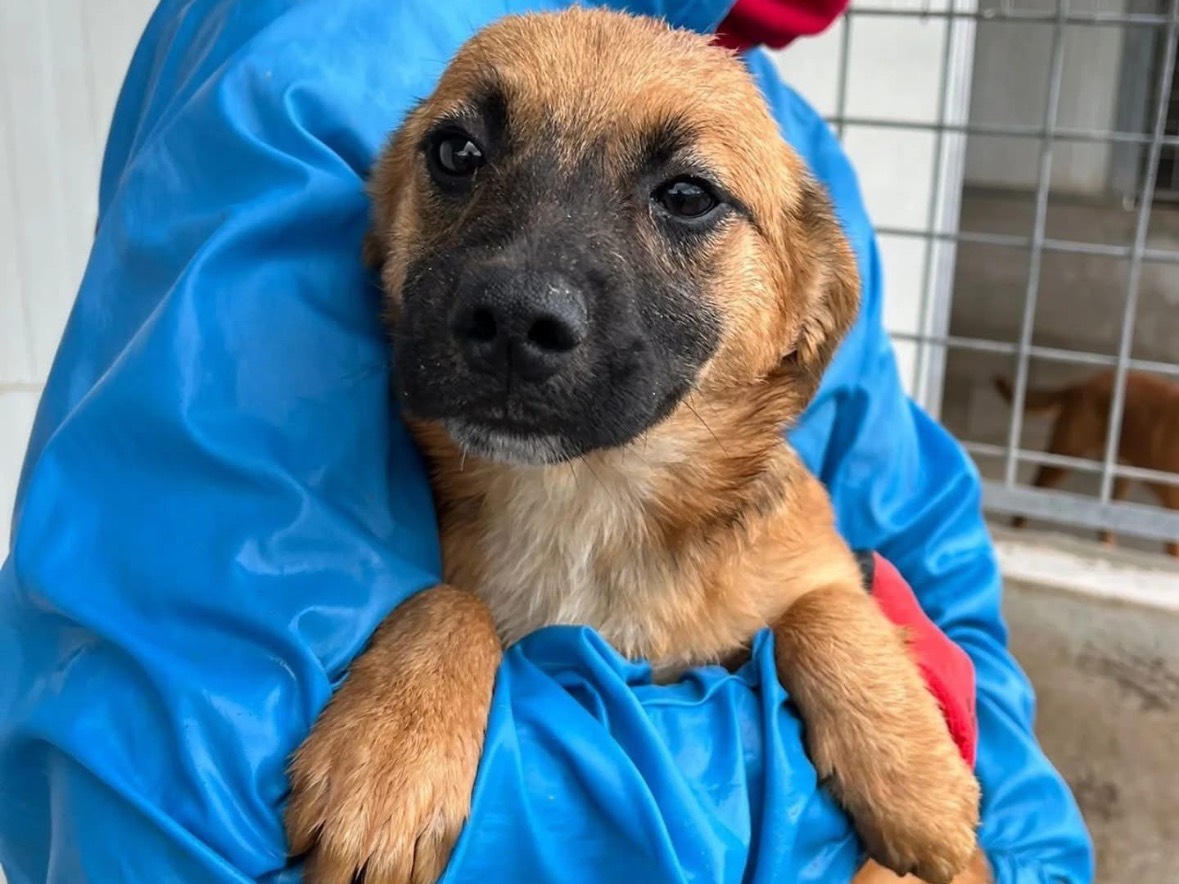 Adozione cane, femmina, Razza sconosciuta Razza sconosciuta, 8 mesi, taglia media contenuta, Frosinone