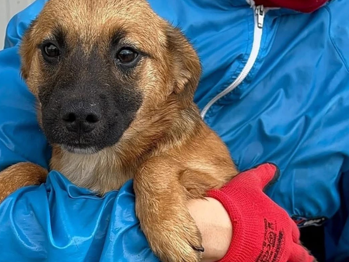 Adotta un cane, femmina, 8 mesi, Frosinone