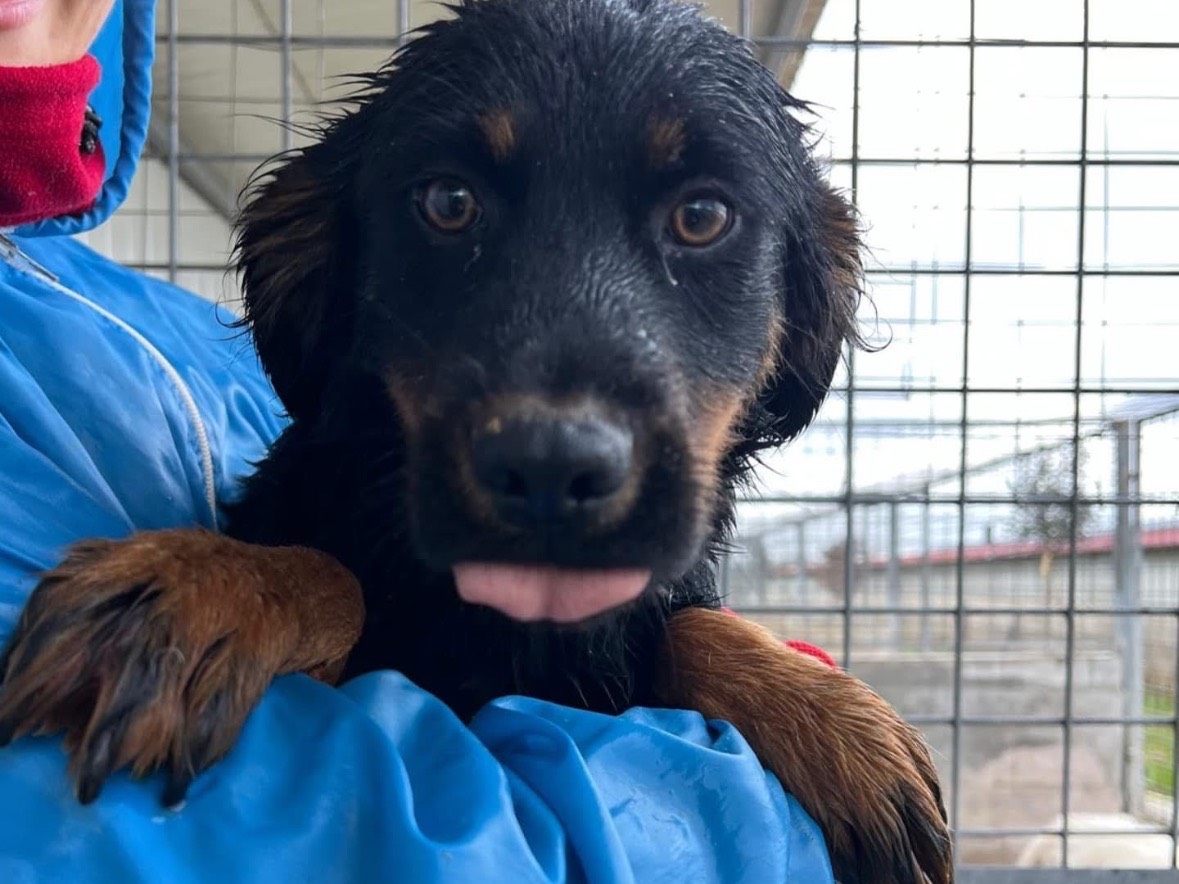 Adotta un cane, maschio, 9 mesi, Frosinone