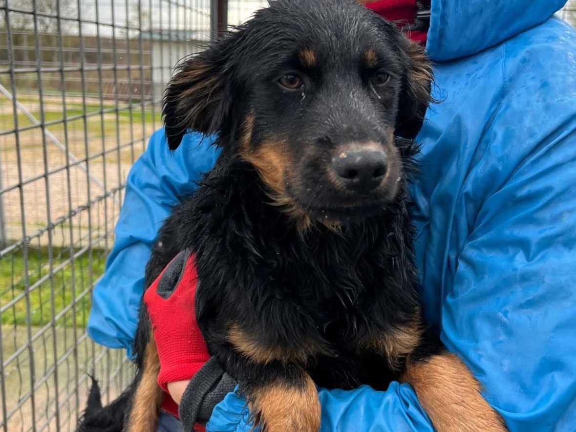 Adotta un cane, taglia media contenuta, maschio, Frosinone