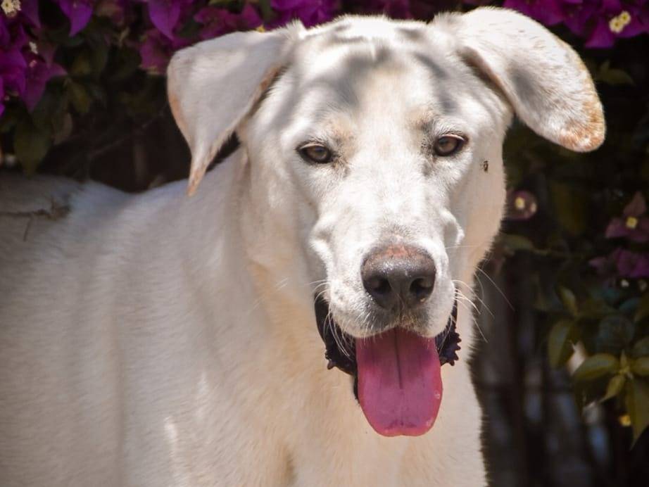 Adotta un cane, maschio, 2 anni  e 9 mesi , Crotone