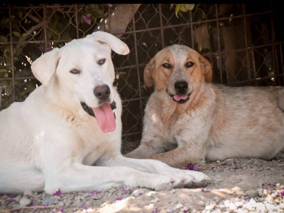 Vuoi adottare un cane a Crotone?