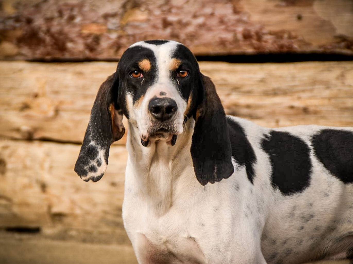 Foto dell'animale