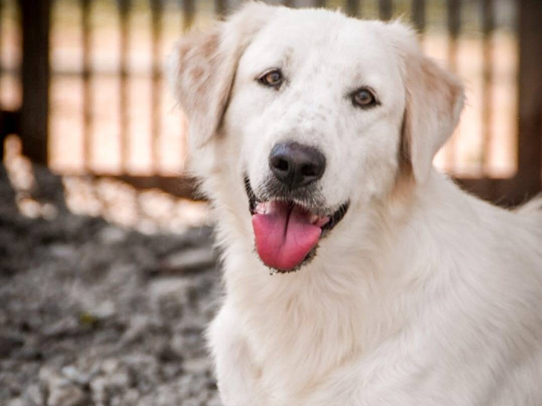 Adozione cane, maschio, Razza sconosciuta Razza sconosciuta, 3 anni e 8 mesi, taglia media, Crotone