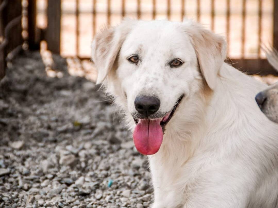 Adotta un cane, maschio, 3 anni e 8 mesi, Crotone
