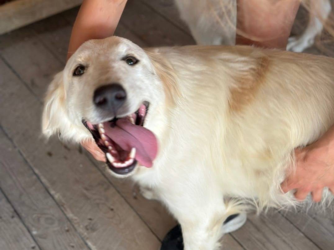 Adotta un cane, taglia media, maschio, Crotone