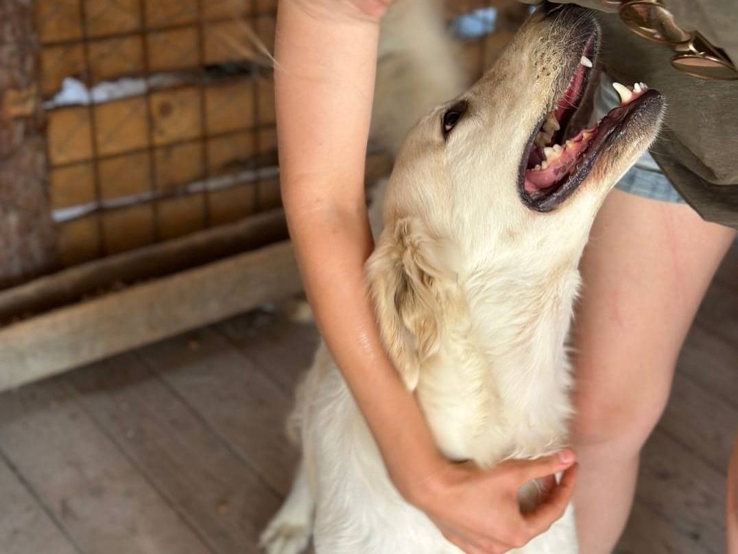 Vuoi adottare un cane a Crotone?