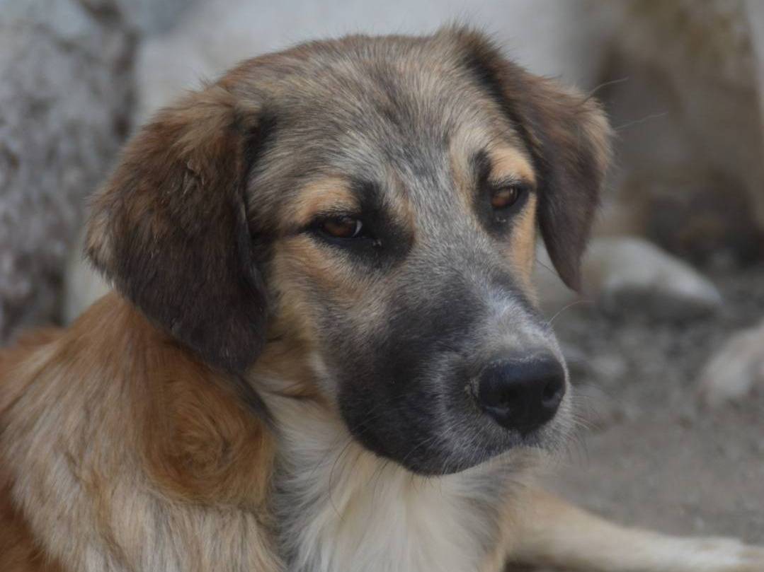Adotta un cane, maschio, 2 anni  e 10 mesi , Crotone