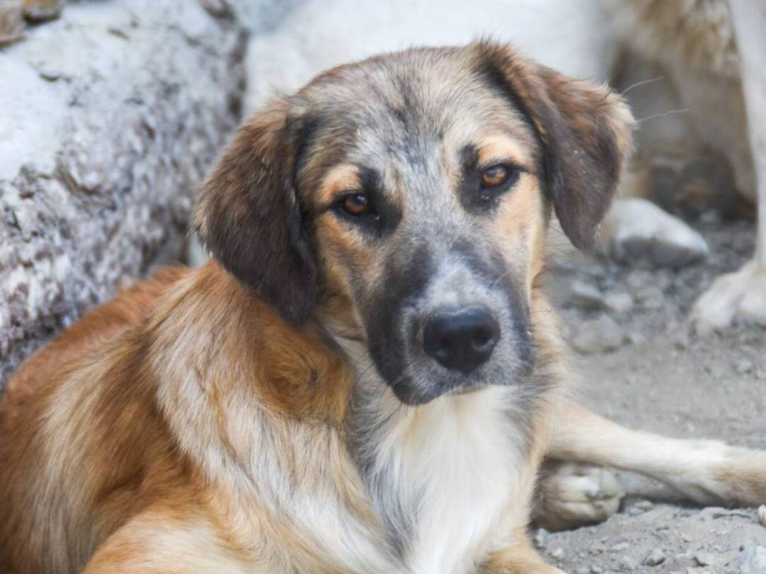 Adotta un cane, taglia media, maschio, Crotone
