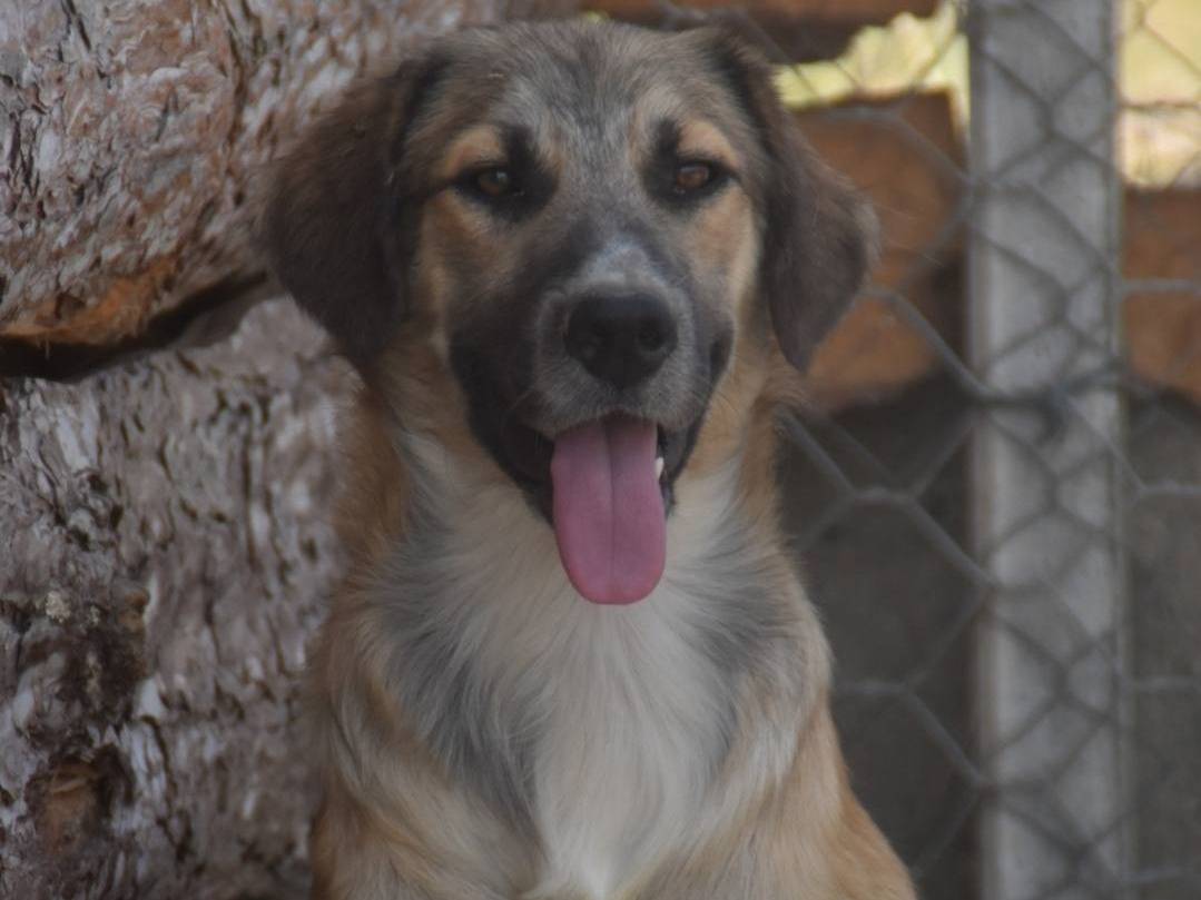Vuoi adottare un cane a Crotone?
