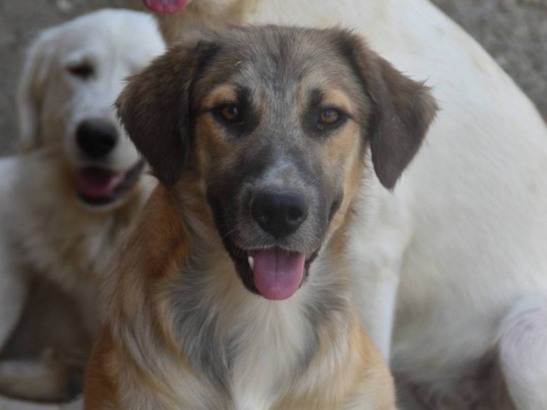 Adotta il cane JESSY a Crotone
