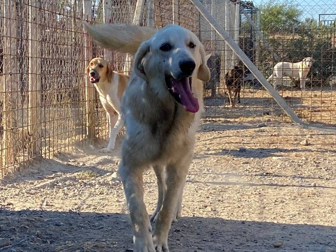 Adotta un cane, maschio, 3 anni  e 5 mesi , Crotone