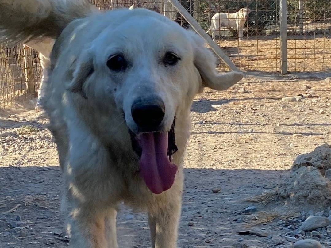 Adotta un cane, taglia media, maschio, Crotone