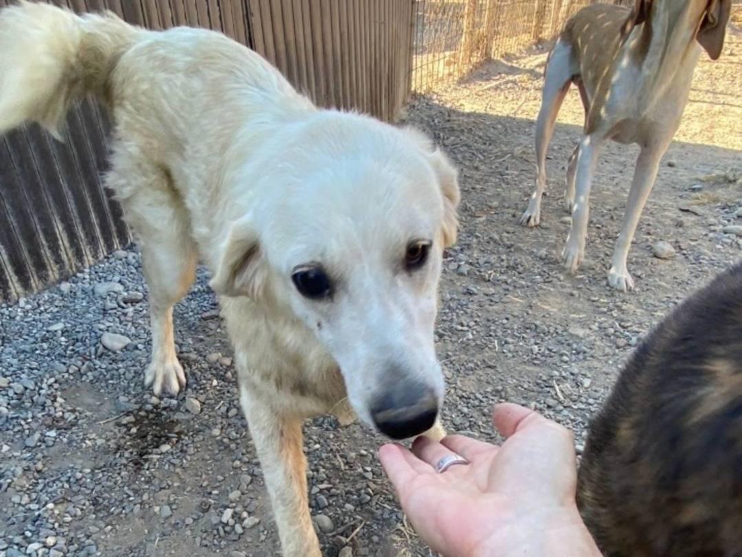 Vuoi adottare un cane a Crotone?