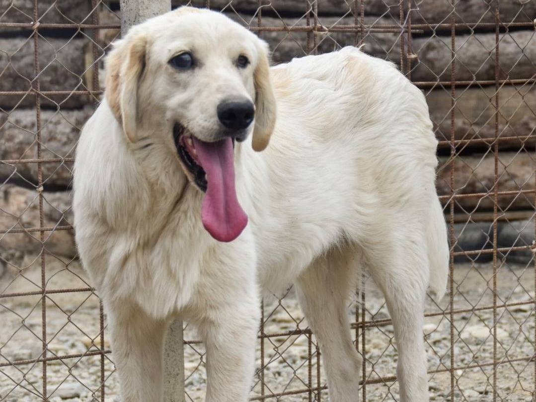 Adotta il cane DEEP a Crotone