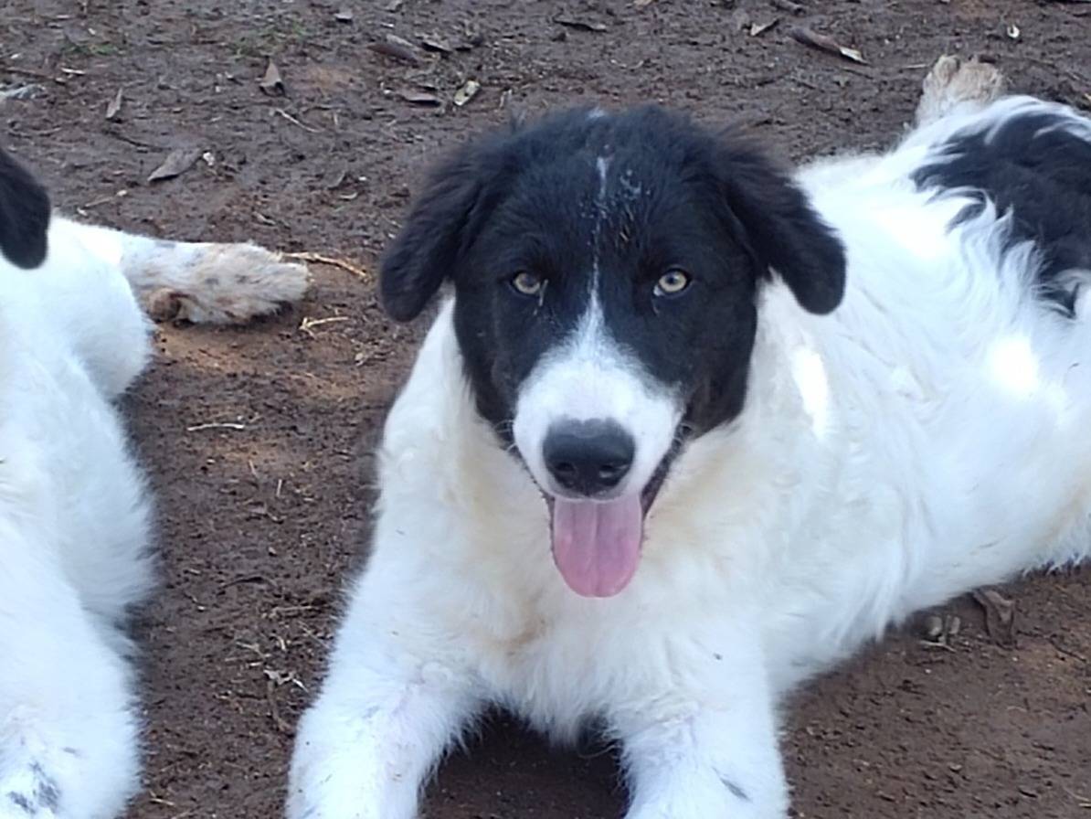 Adotta il cane Astro a Viterbo
