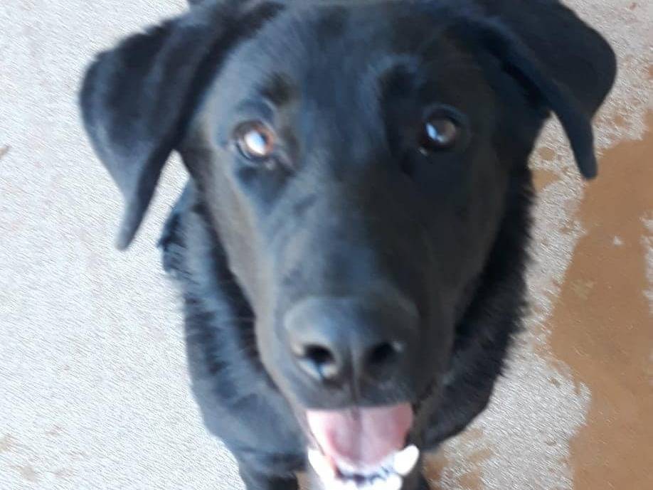 Adozione cane, maschio, Razza sconosciuta Razza sconosciuta, 3 anni  e 1 mese, taglia media, Modena