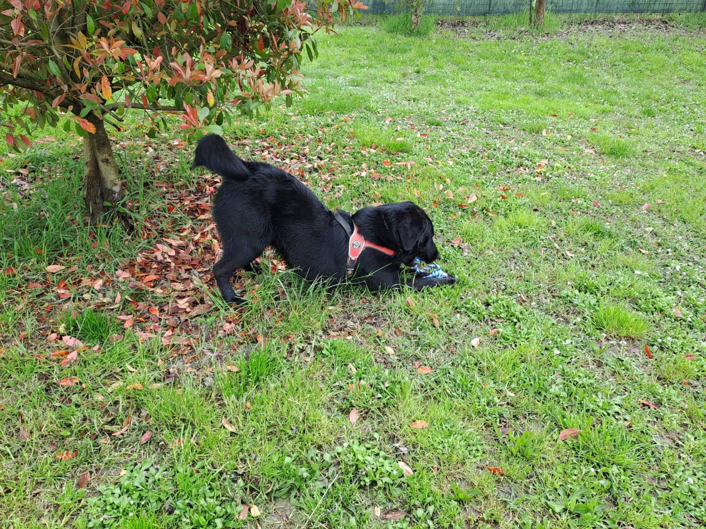 Adotta un cane, maschio, 3 anni  e 1 mese, Modena