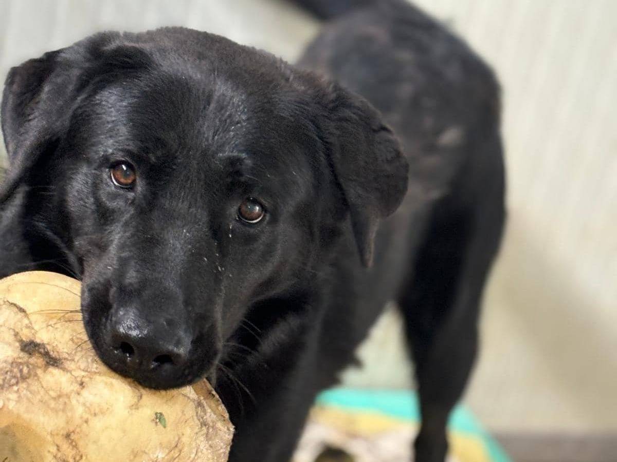 Adotta un cane, taglia media, maschio, Modena
