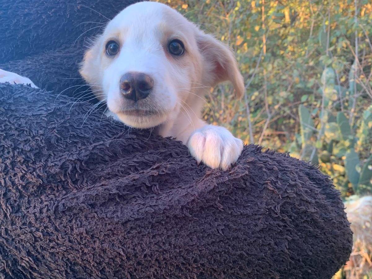 Adotta un cane, femmina, 1 anno e 5 mesi, Frosinone