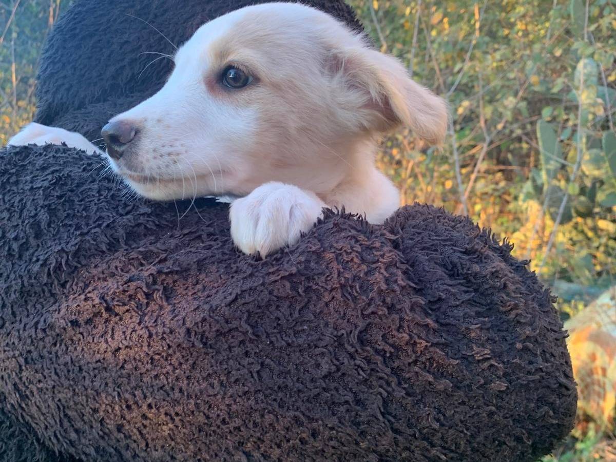 Adotta un cane, taglia media, femmina, Frosinone