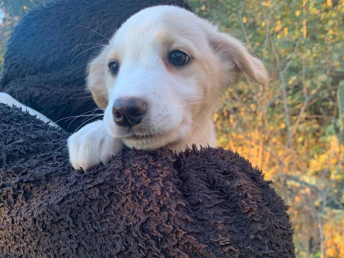 Vuoi adottare un cane a Frosinone?