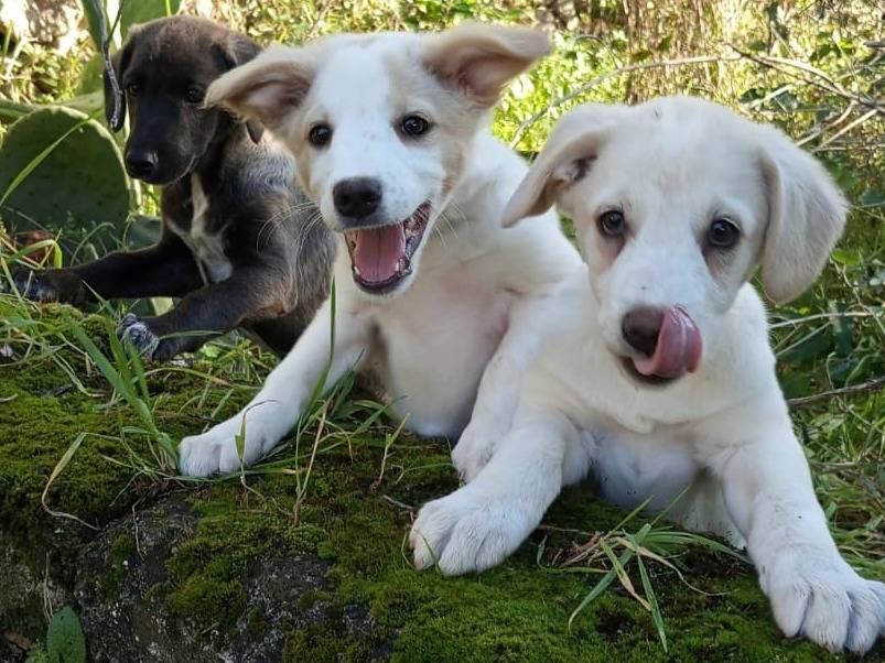 Adotta il cane NEVE a Frosinone